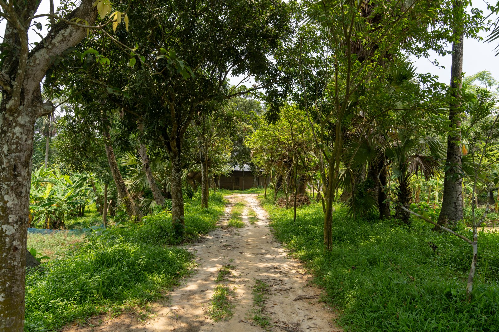 Green Nature Resort - 3